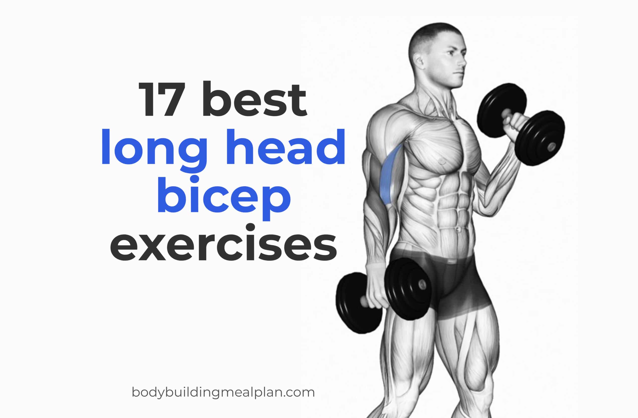 bicep exercise chart