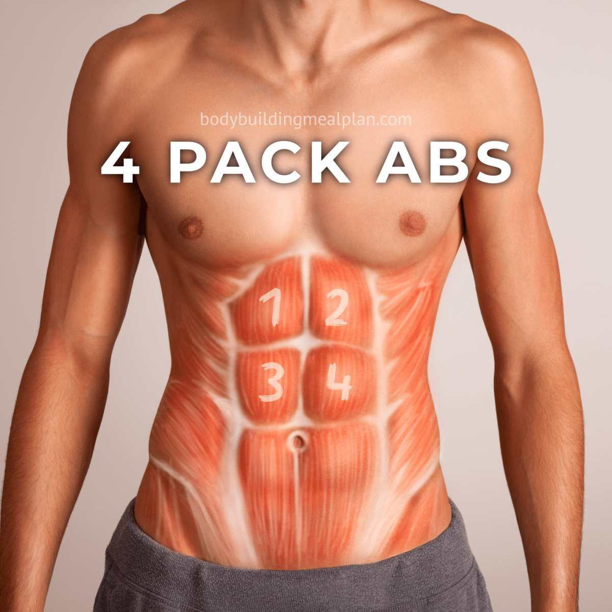 4 Pack Abs Vs 6810 Pack Men And Women Genetics Body Fat Percentage