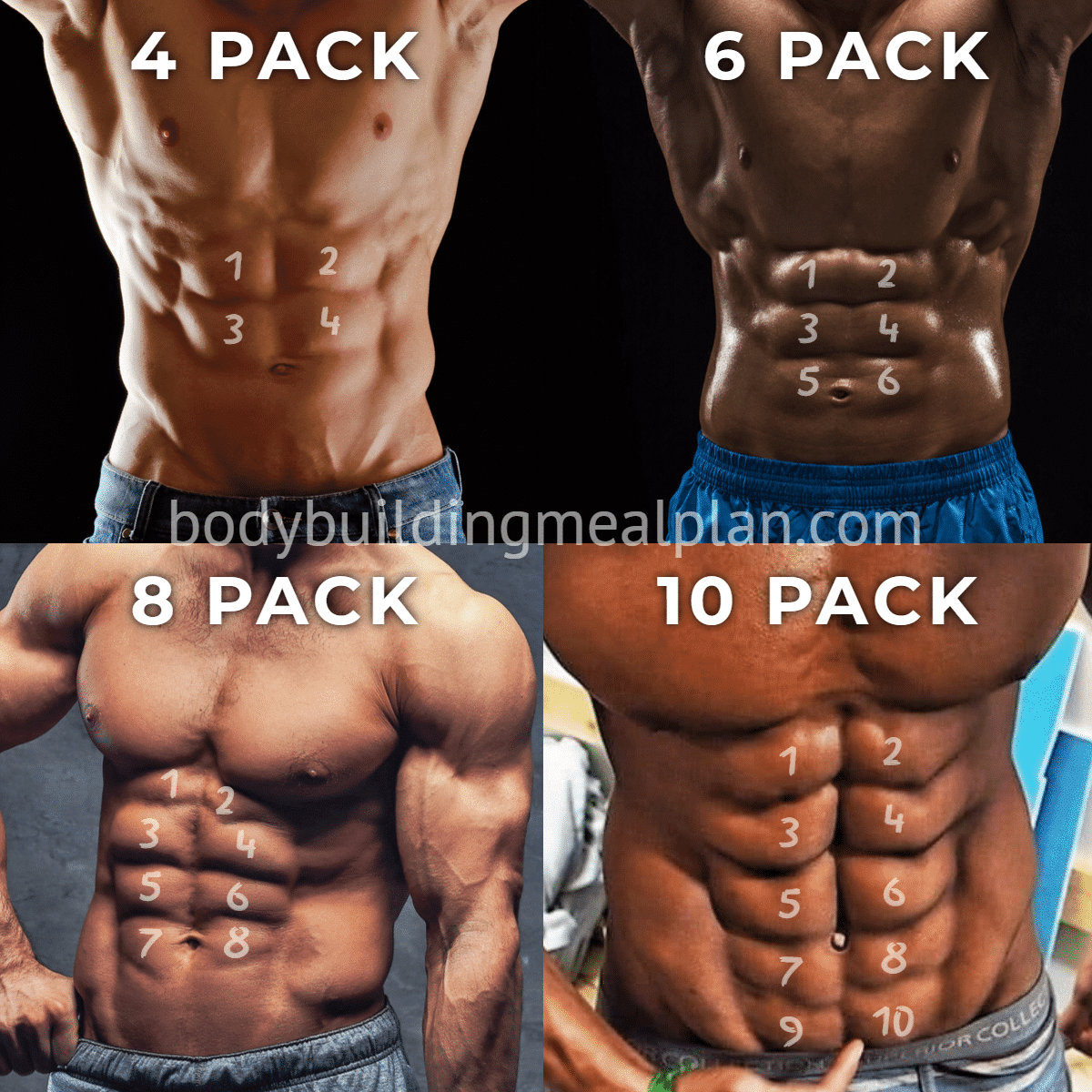 4 Pack Abs vs 6,8,10 Pack: Men & Women Genetics, Body Fat Percentage