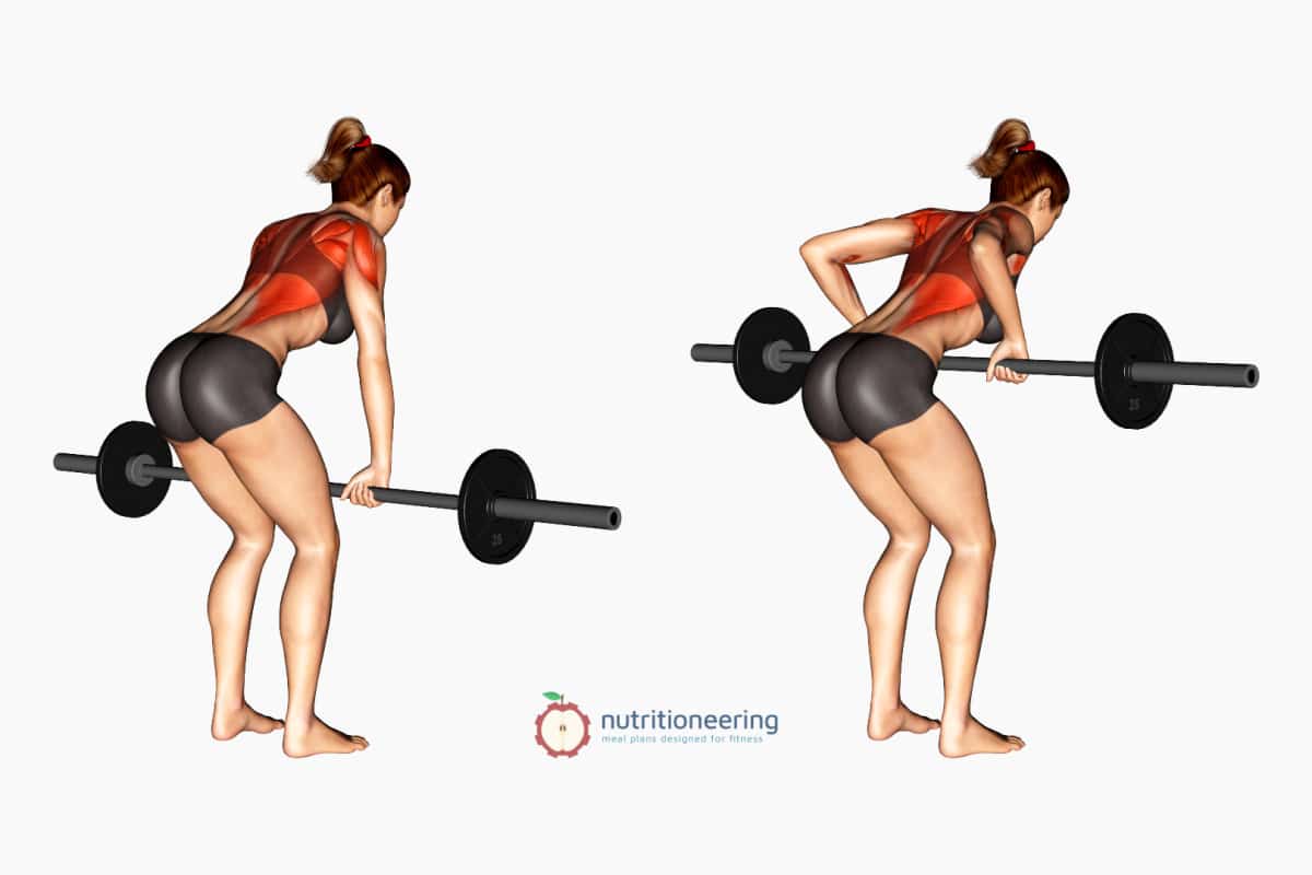 Bent Over Row Dumbbell Muscles Worked