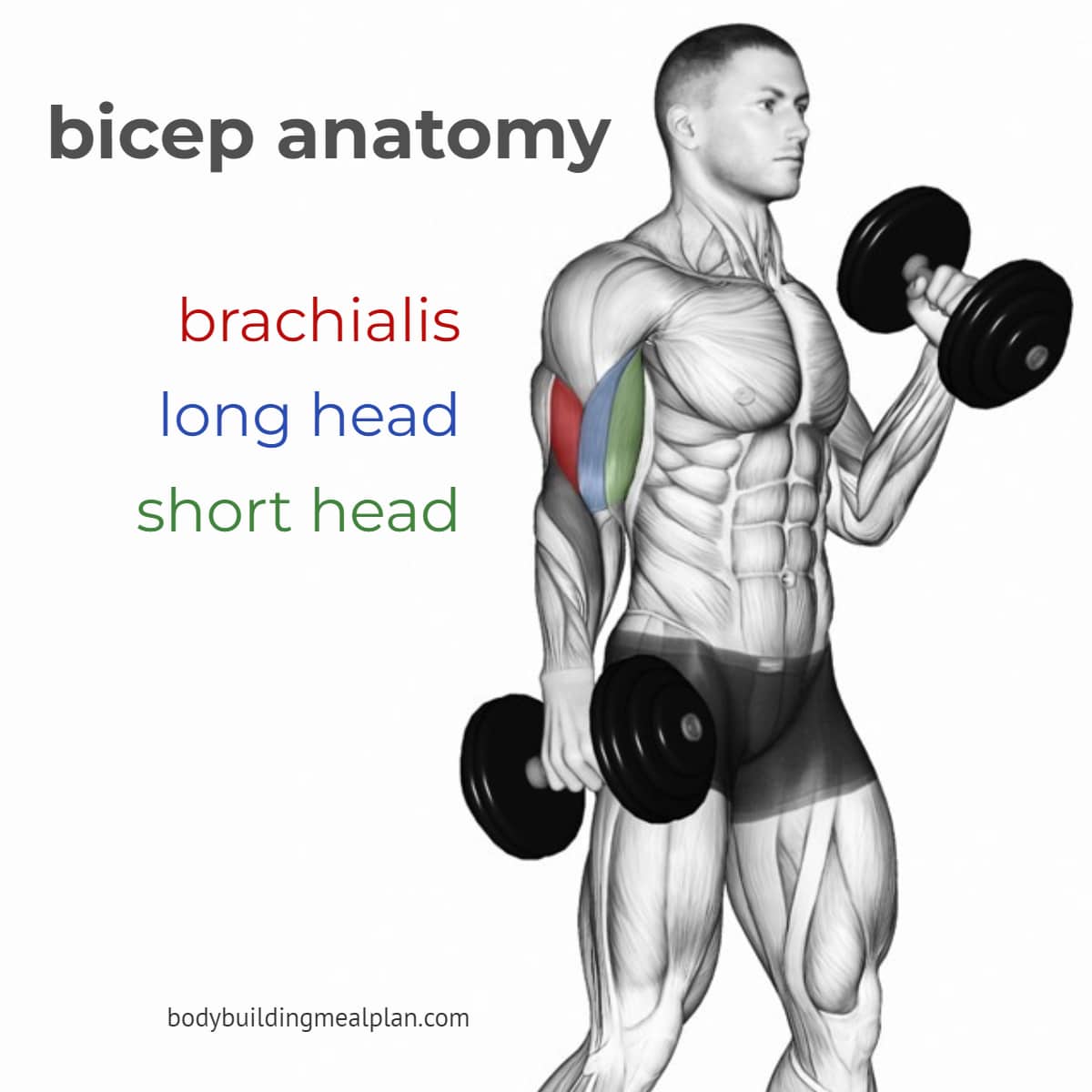 Which exercises effectively work the long-head, short-head and