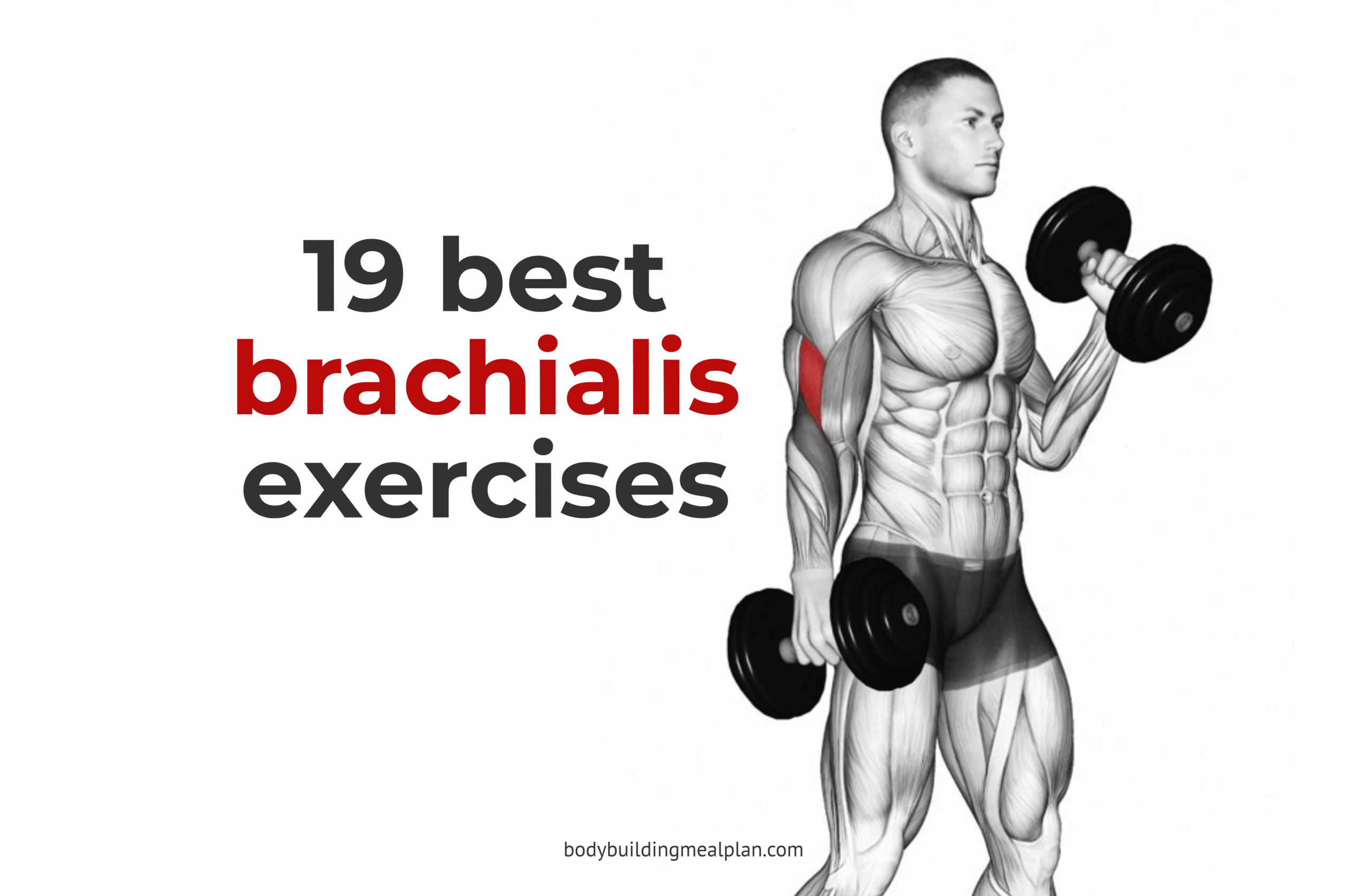 brachialis-exercises