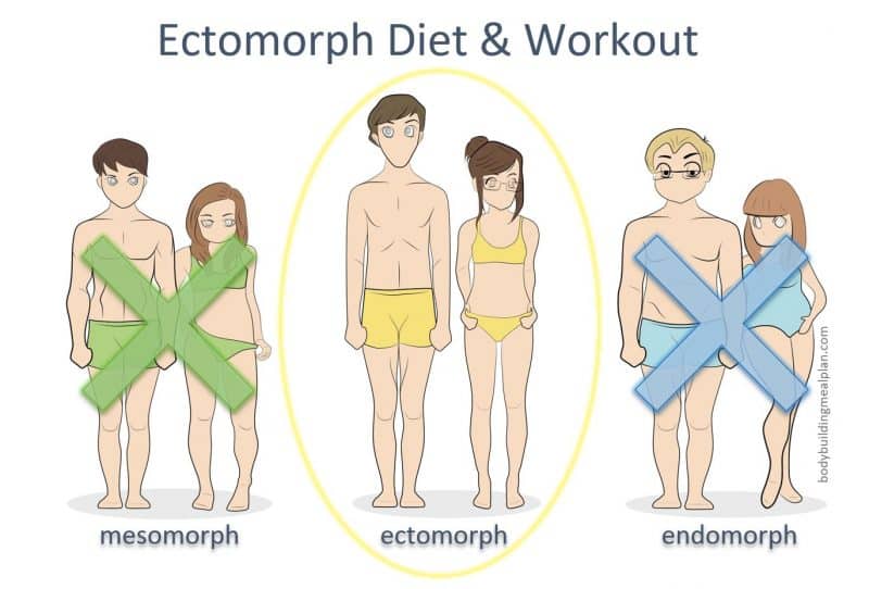 Ectomorph Diet And Workout Hard Gainers Guide To Muscle Growth