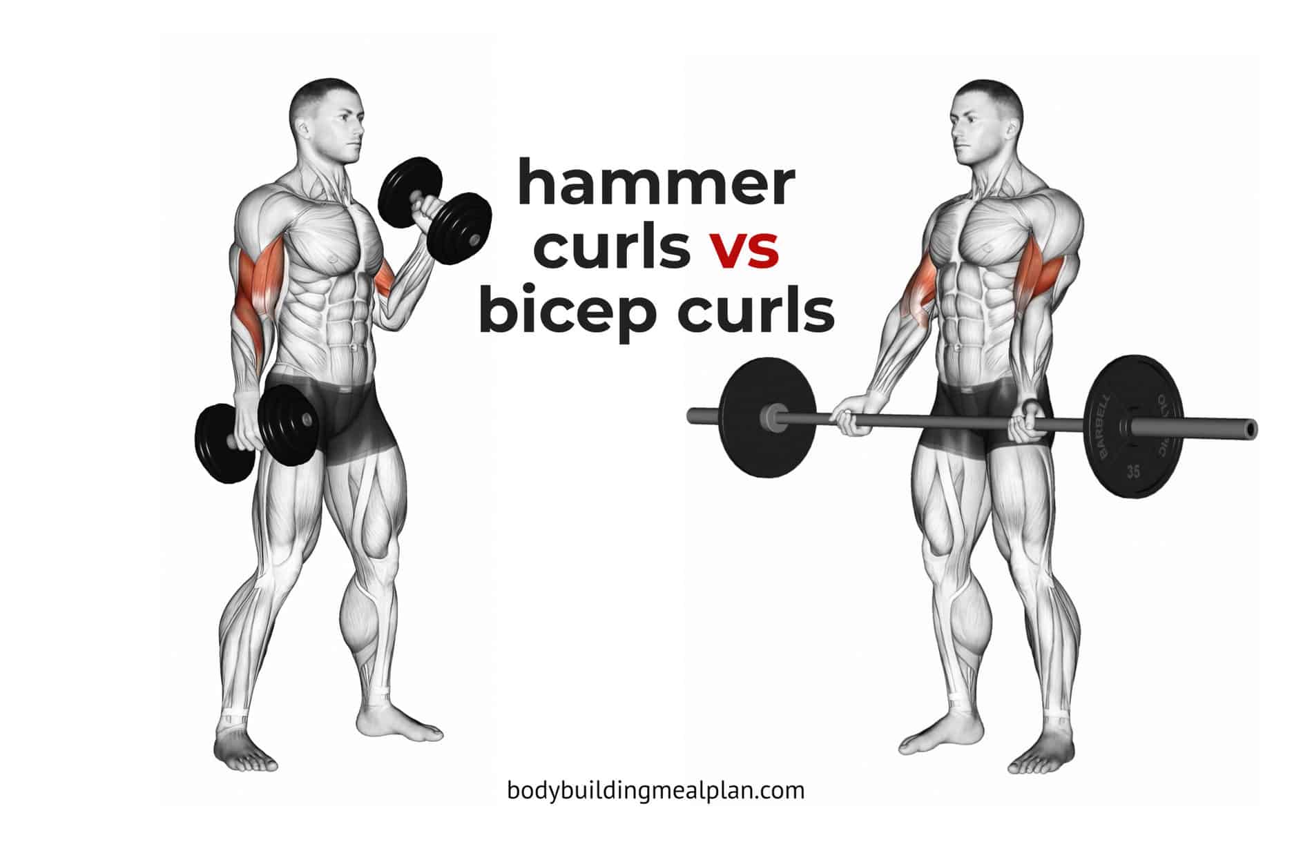 Comparing Reverse Curls and Hammer Curls for Biceps and Forearms