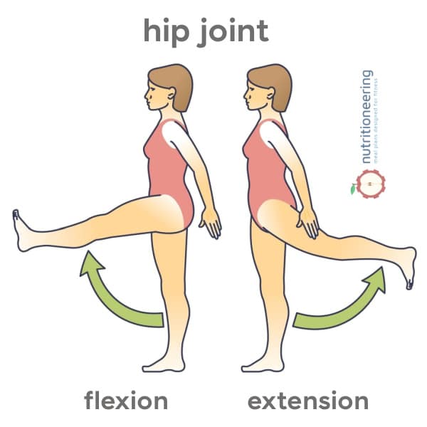 Hip Flexion and Extension