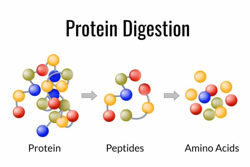 Protein Intake Calculator For Muscle Gain & Fat Loss