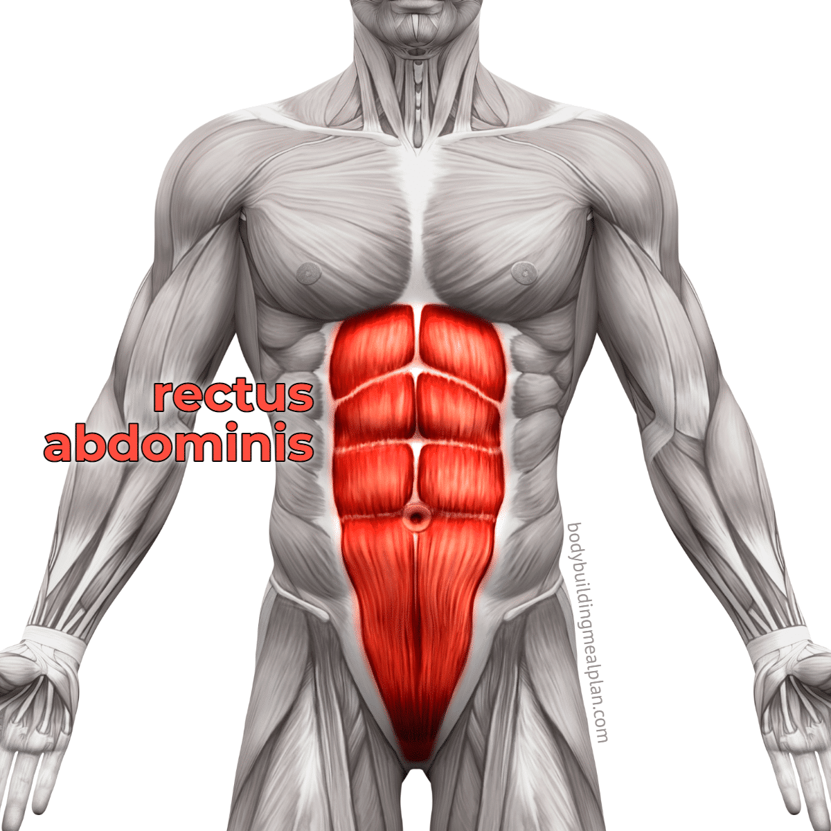 Do four-pack abs look good? : r/musclegut