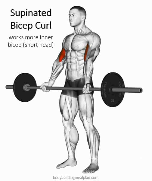 dumbbell curls muscles worked